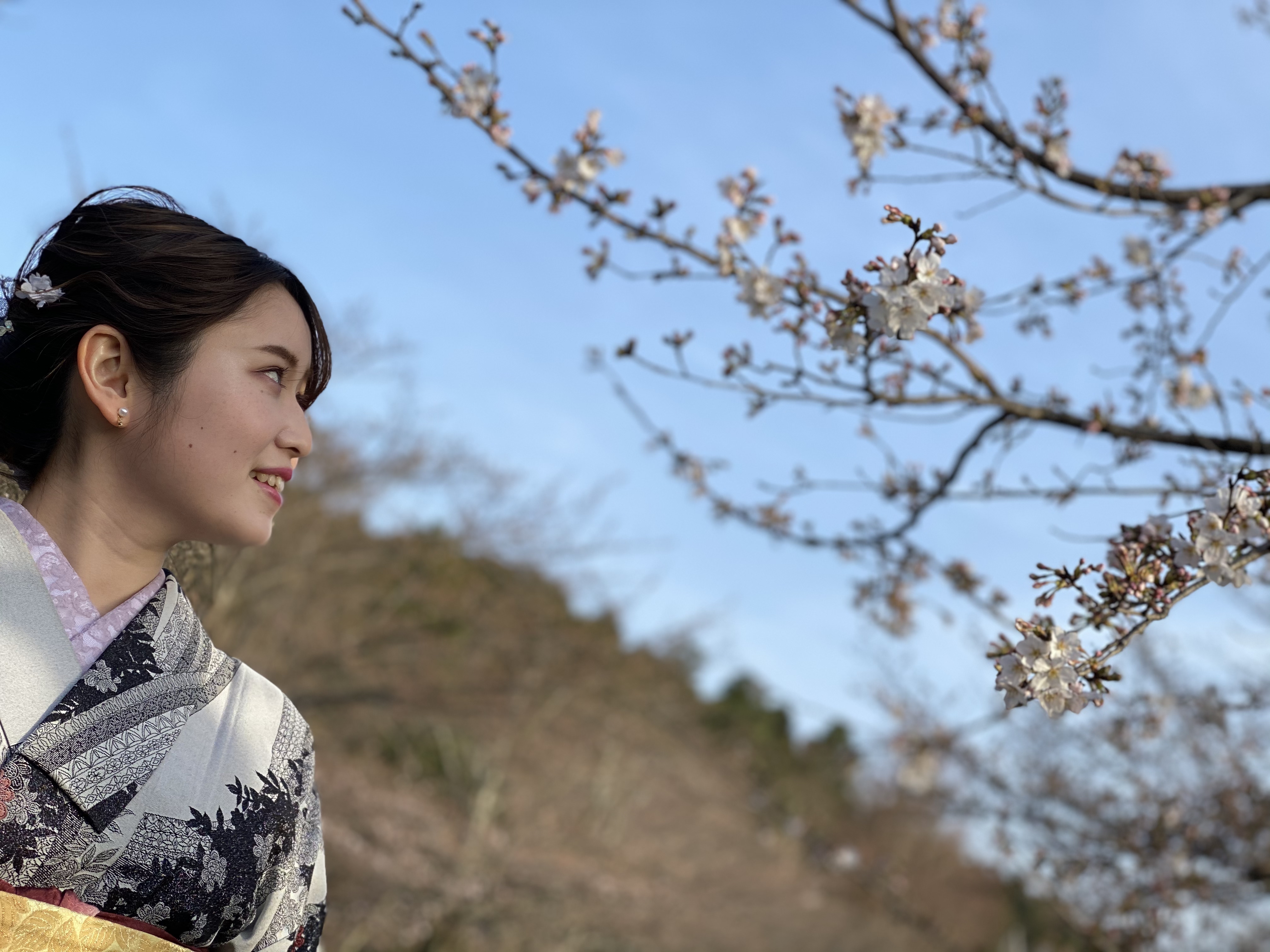 二条城桜まつり開催中！！